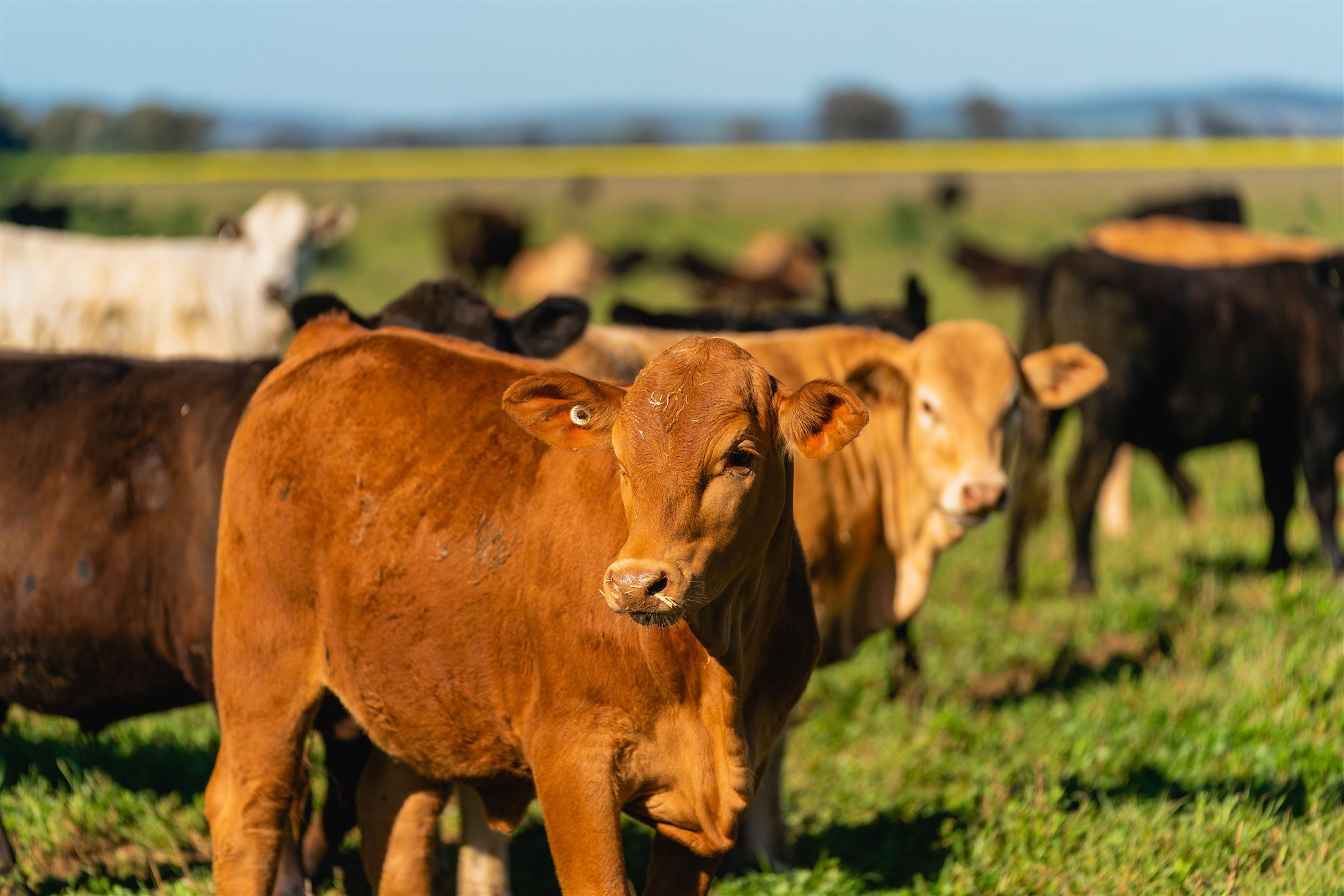 Wagga Farming Cows Stock